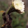 Mollys _Cactus